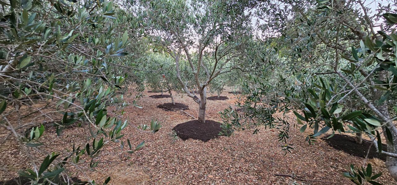 Amigo One Olive Orchard